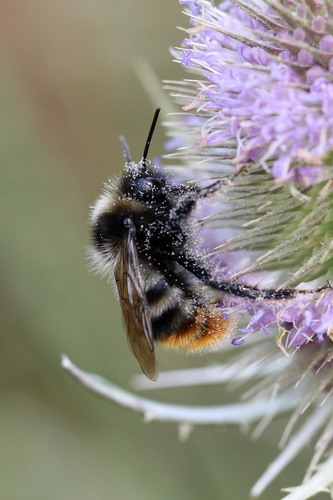 Juodoji gegutkamanė nuotrauka