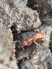 Strumigenys perplexa