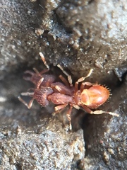 Strumigenys perplexa