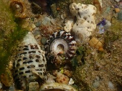 Heliacus variegatus
