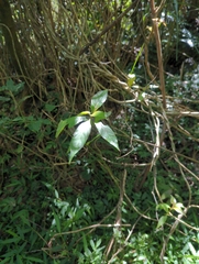 Mussaenda parviflora