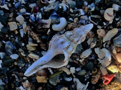 Marmorofusus nicobaricus