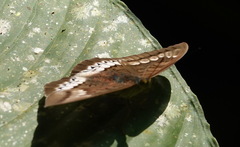 Tanaecia trigerta