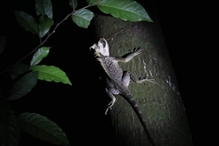 Acanthosaura cardamomensis