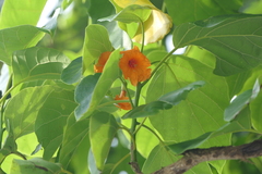 Cordia subcordata