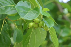 Cordia subcordata