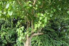 Cordia subcordata