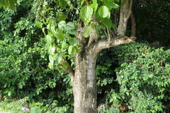 Cordia subcordata