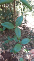 Alyxia taiwanensis