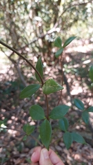 Alyxia taiwanensis