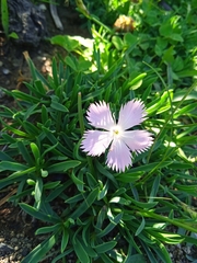 Dianthus anatolicus