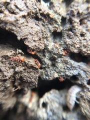 Strumigenys perplexa