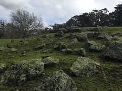 Strumigenys perplexa