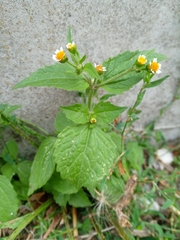 Galinsoga quadriradiata