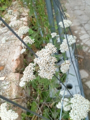 Achillea millefolium
