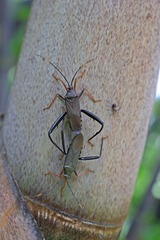 Notobitus meleagris
