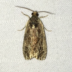 Olethreutes furfuranum