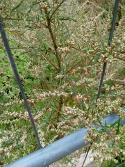 Artemisia vulgaris