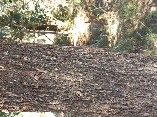 Image of Spirostachys africana by no rights reserved