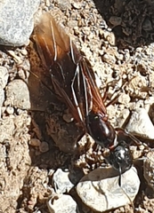 Camponotus ligniperda