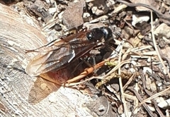Camponotus ligniperda