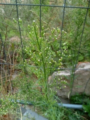 Erigeron canadensis