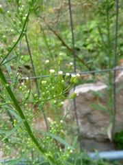 Erigeron canadensis