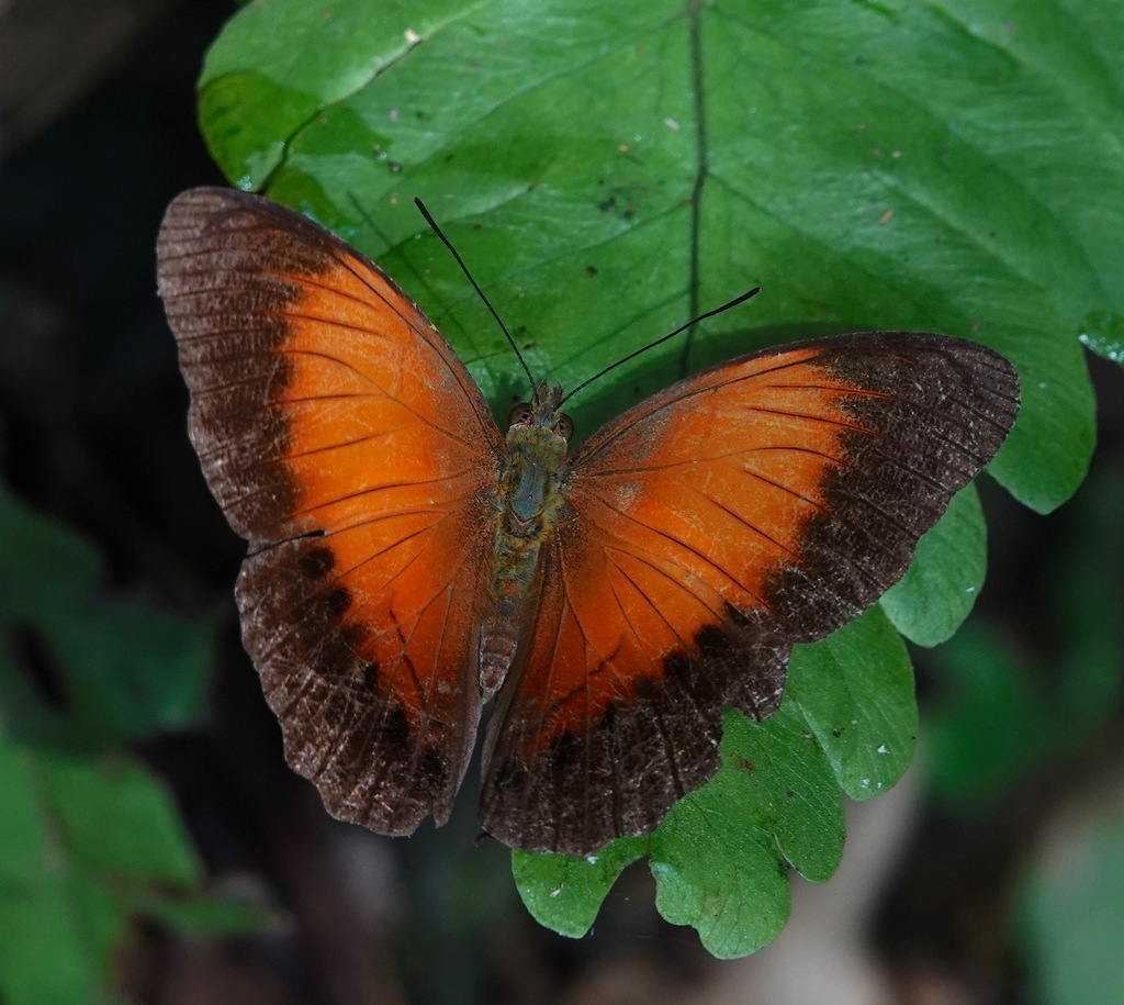 Cirrochroa clagia