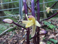 Aphyllorchis montana