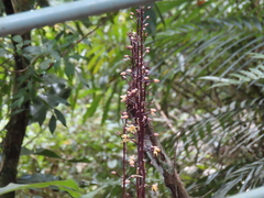 Aphyllorchis montana