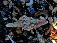 Marmorofusus nicobaricus