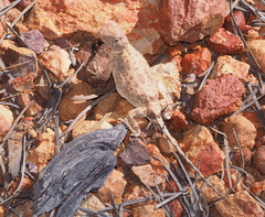 Tympanocryptis intima