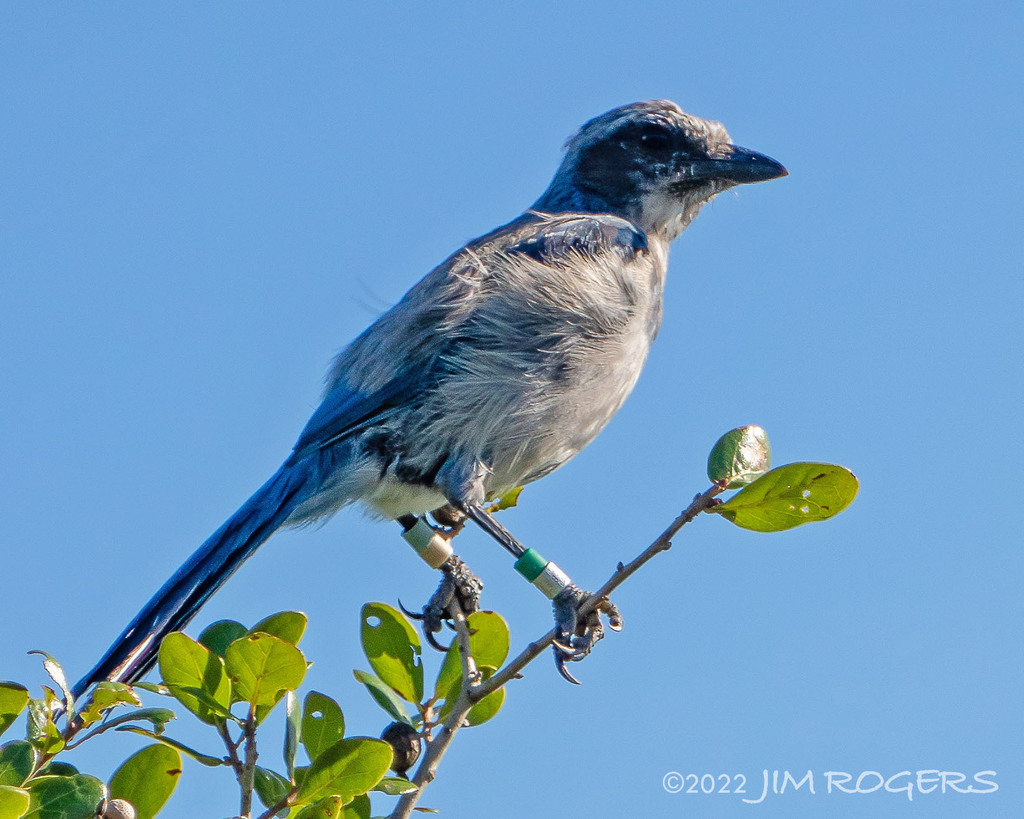 Florida Scrub-Jay from Osprey, FL, USA on July 6, 2022 at 08:54 AM by ...