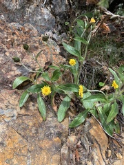 Hieracium morii