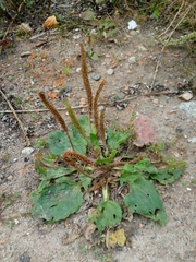 Plantago major