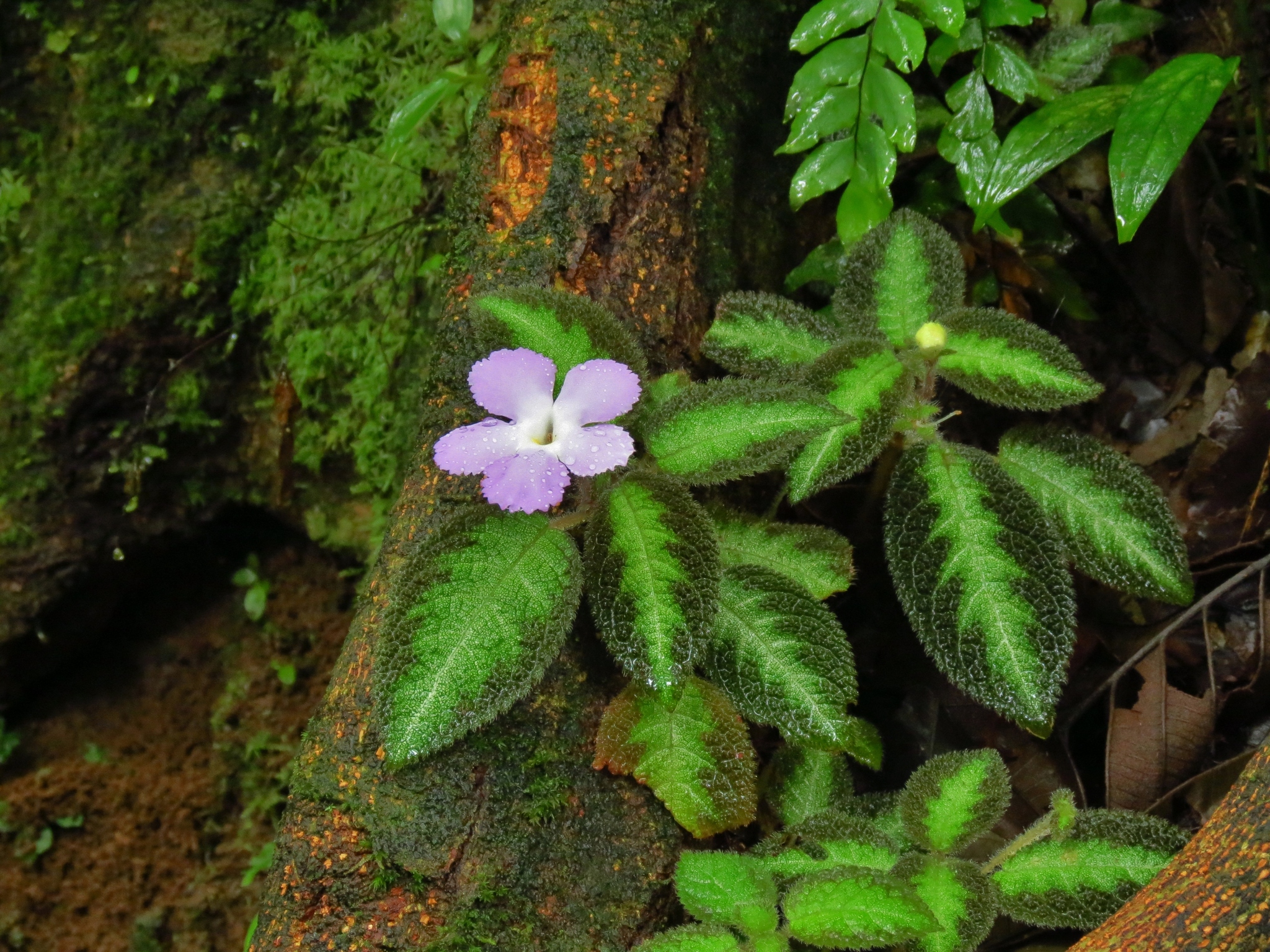 Episcia lilacina