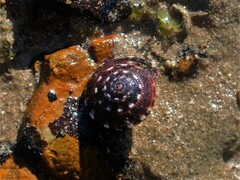 Heliacus variegatus