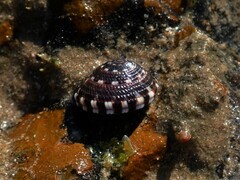 Heliacus variegatus