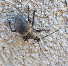 Otiorhynchus pseudonothus