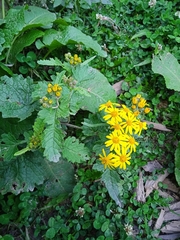 Senecio chrysanthemoides