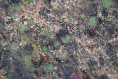 Enigmella thallina