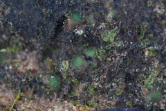 Enigmella thallina