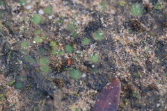 Enigmella thallina