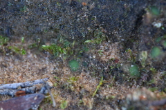 Enigmella thallina