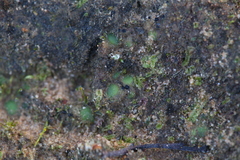 Enigmella thallina