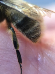 Bombus sitkensis