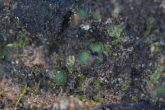 Enigmella thallina