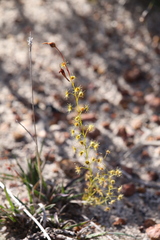 Drosera prophylla