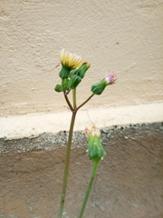 Sonchus