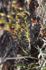 Drosera prophylla